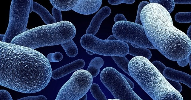 makalah tentang bakteri